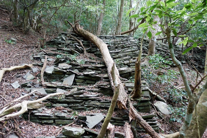 Old stone stairs with fallen tree over length of them