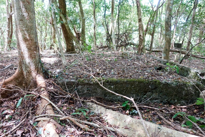 Old concrete foundation with many trees around