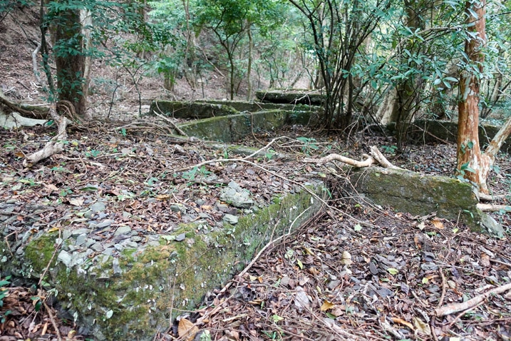 Old concrete foundations going in several directions - trees growing within