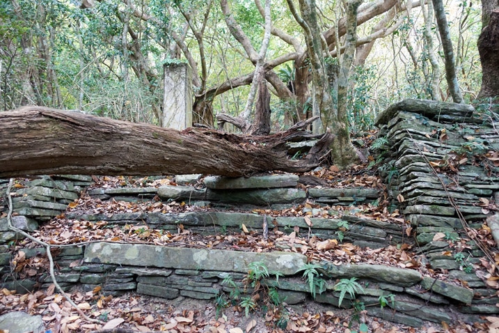 Old stone stairs with large tree fallen on top of them