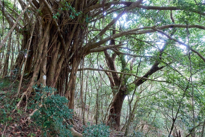 Large banyan tree
