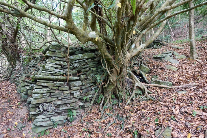 Old stone wall with tree growing out from it