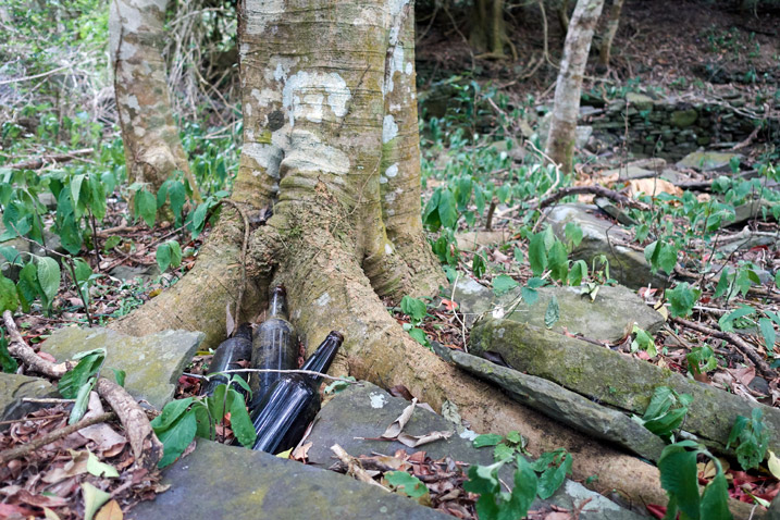 Several old bottles up against a tree