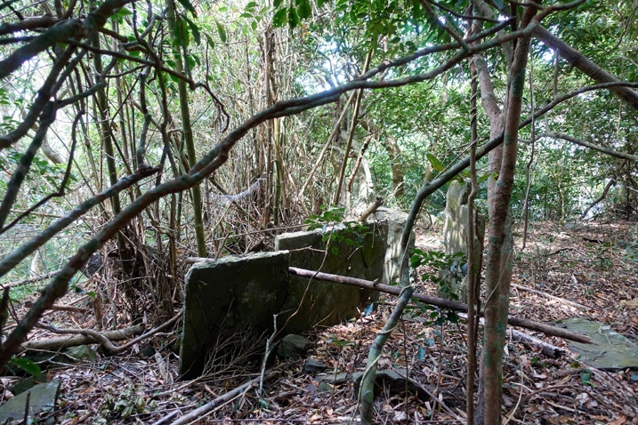 Two tall thin flat stones standing upright with bamboo and other trees around it