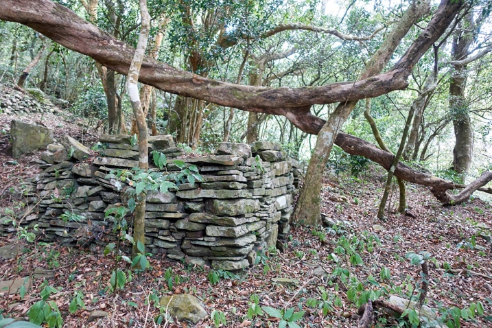 Old stacked stone wall with tree growing over it sideways