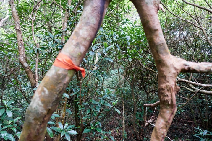 Ribbon tied around tree trunk - many trees in background