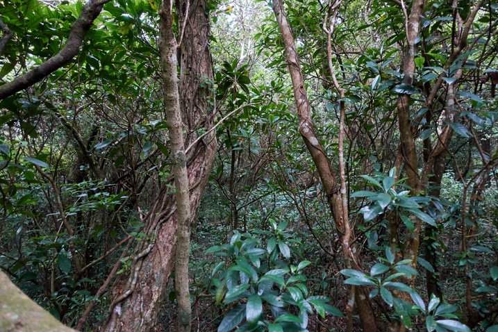 Dense mountain jungle forest
