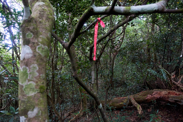 Red ribbon tied to tree - many trees around