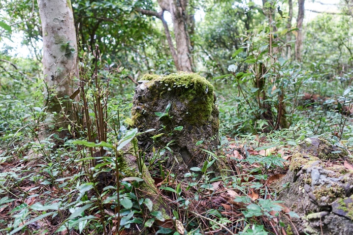 Small concrete pillar covered in moss and plants - trees in background