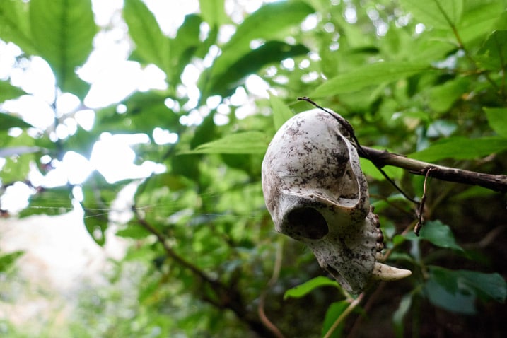Macaque skull with missing canine tooth hanging from a tree branch