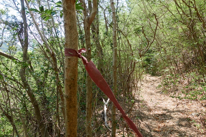 Red trail ribbon tied to small tree - dirt road
