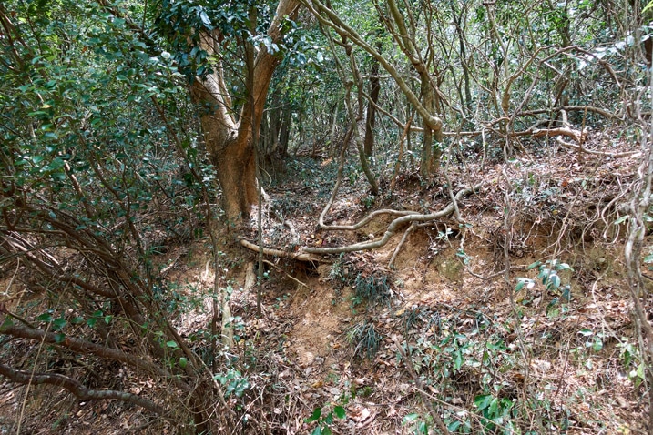 Trees and plants - slight trail can be seen