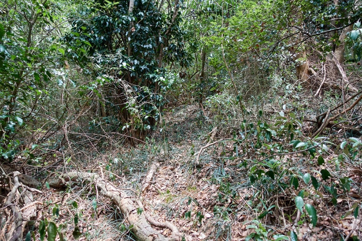 Mountain trail - thick with overgrowth and trees