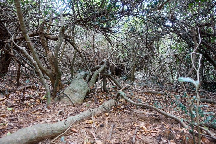 Overgrown trees and vines - one downed tree