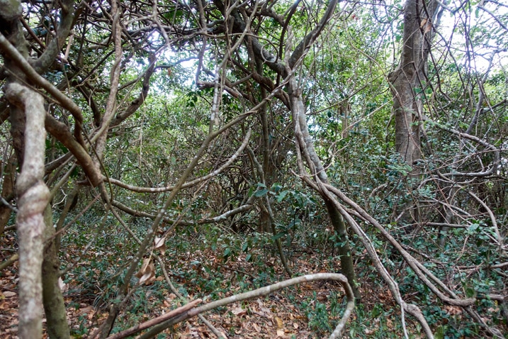 Overgrown trees and vines