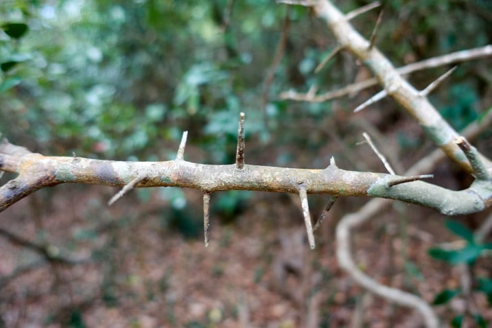 Closeup of thorny tree branch
