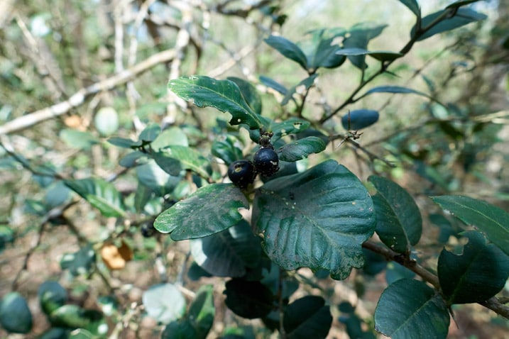 Berry type plant with ants eating the berries