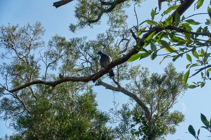 Racing pigeon on branch looking down