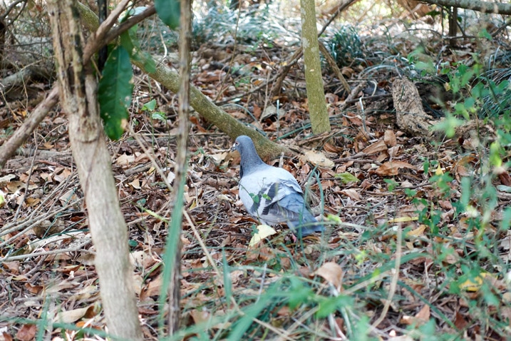 Racing pigeon on ground looking for food