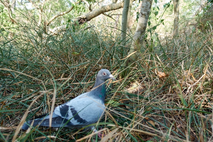 Racing pigeon on ground looking for food
