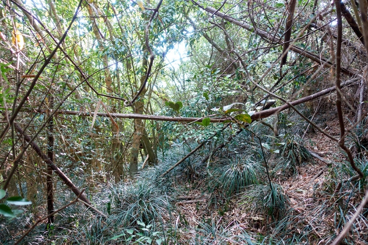 Fallen bamboo trees and plant and tree overgrowth