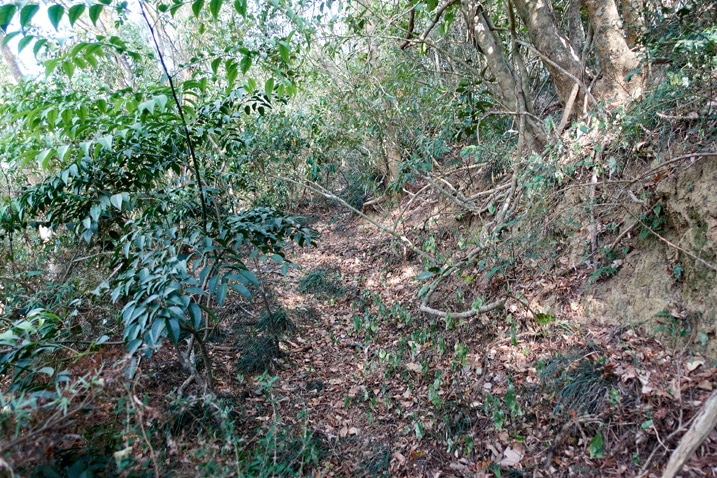 Overgrown old mountain road - trees on either side
