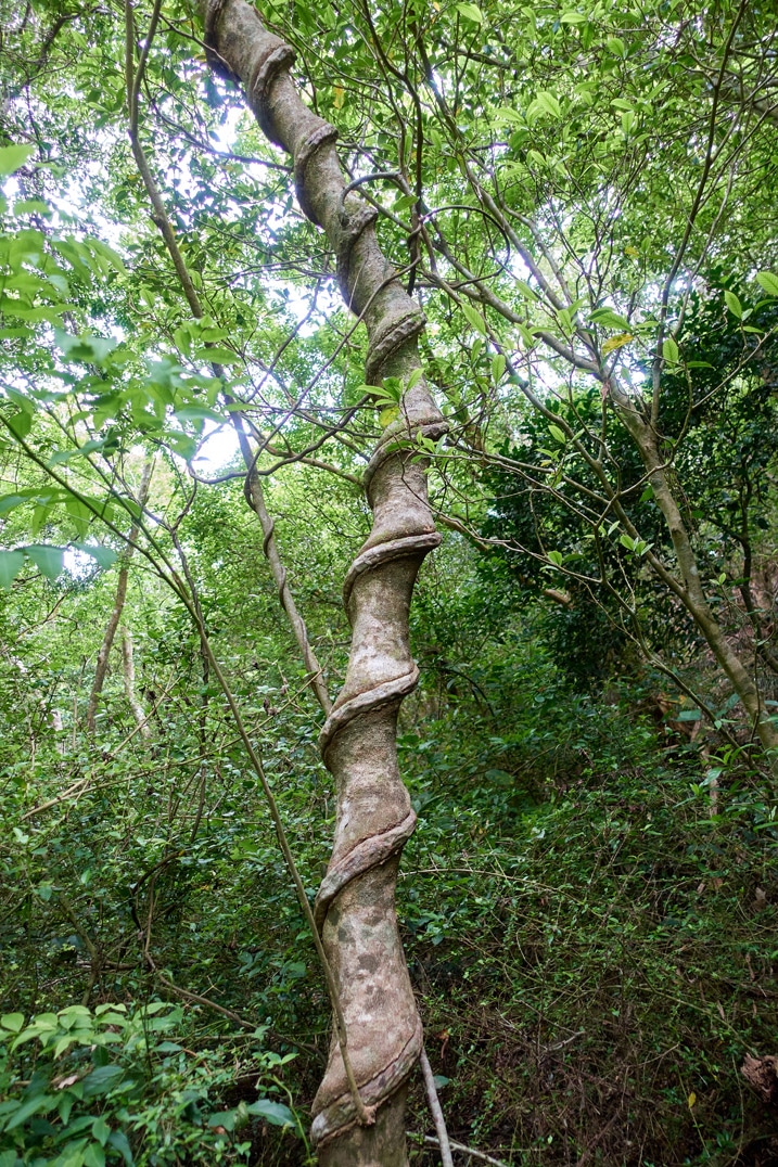 Tree with vine embedded in it - vine twirling up