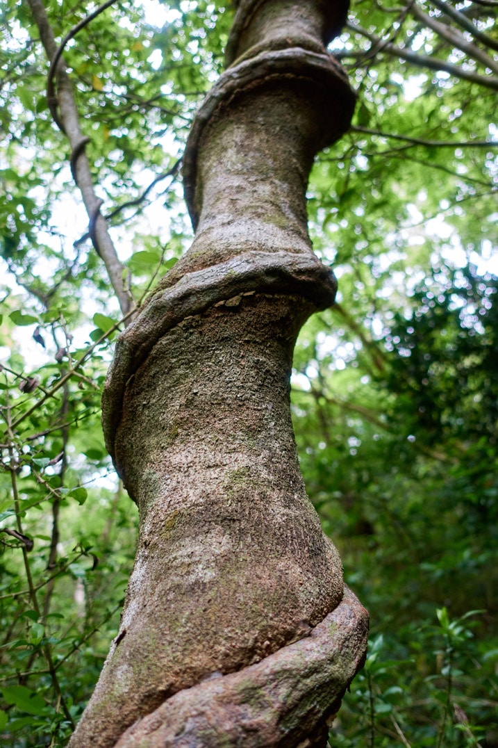 Closeup of vine embedded into a tree