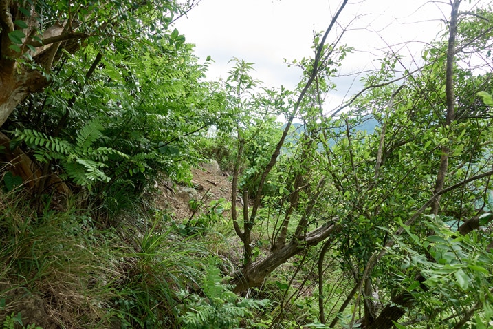 Trees and overgrowth on side of rock peak