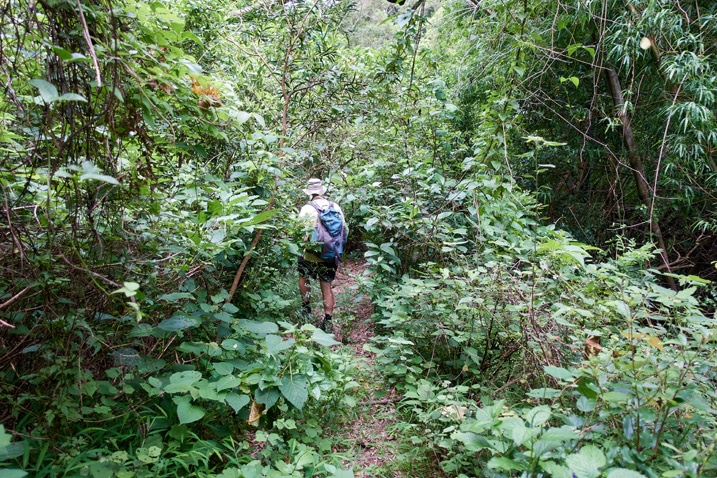 Man hiking on trail - trees and overgrowth on either side