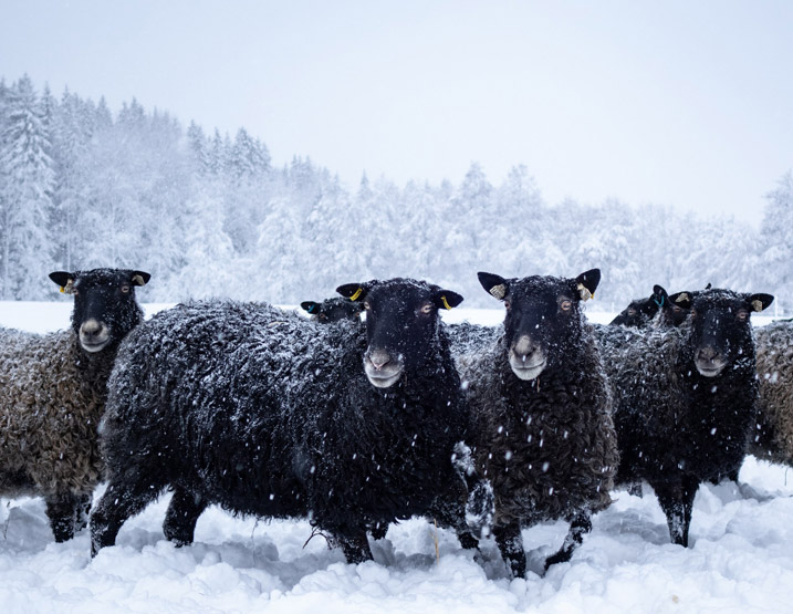 Several black sheep standing in snow