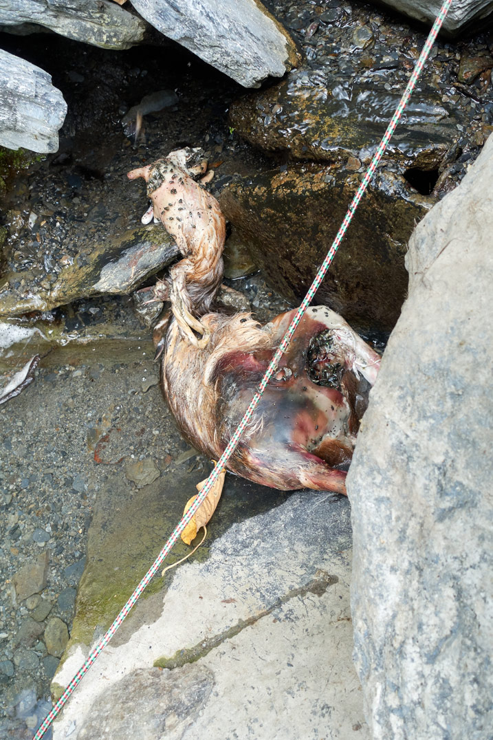 dead animal carcass next to water 