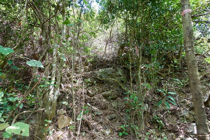 Slight trail up rocky climb - dense mountain vegetation