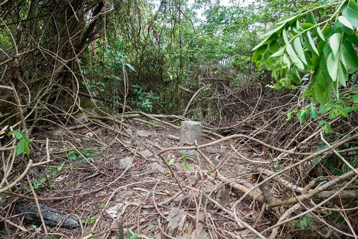 Triangulation stone of LaiYiShan 來義山 - surrounded by trees, vegetation and vines