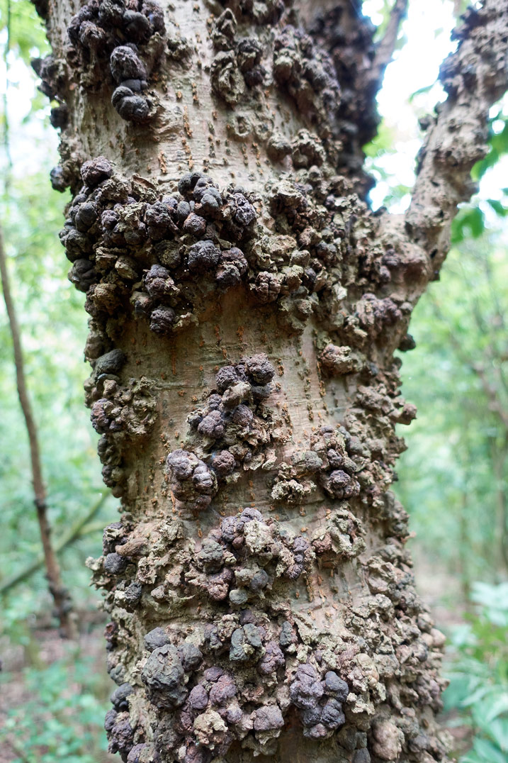 Closeup of tree with wart-like growth