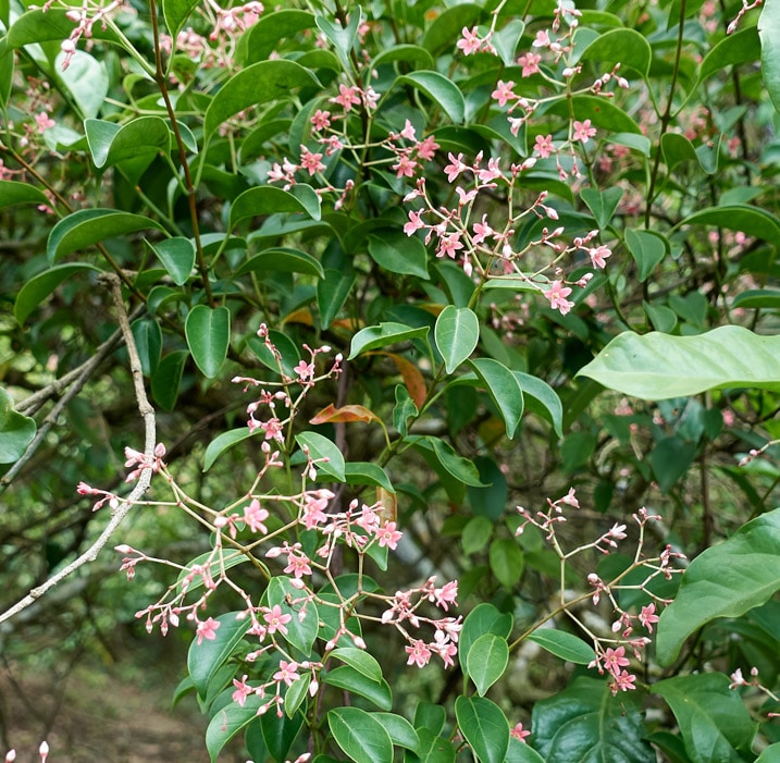 Closeup of small, pink, fragrant flowers