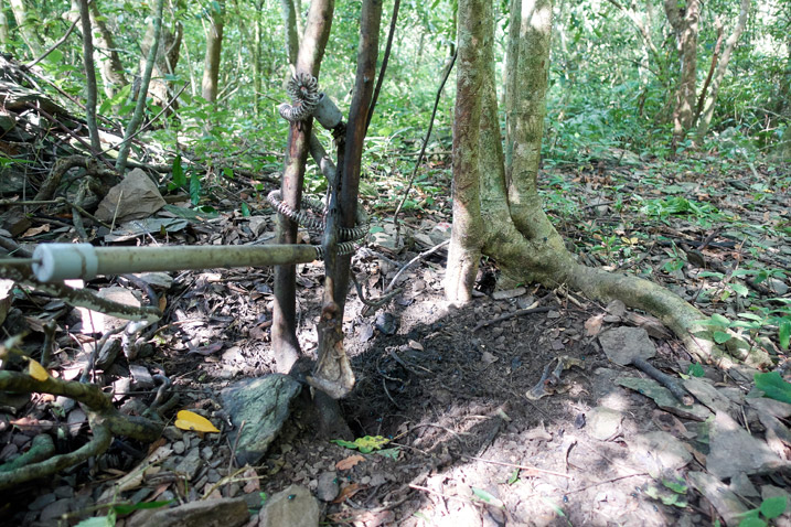 Snare trap going around trees - animal bones on ground