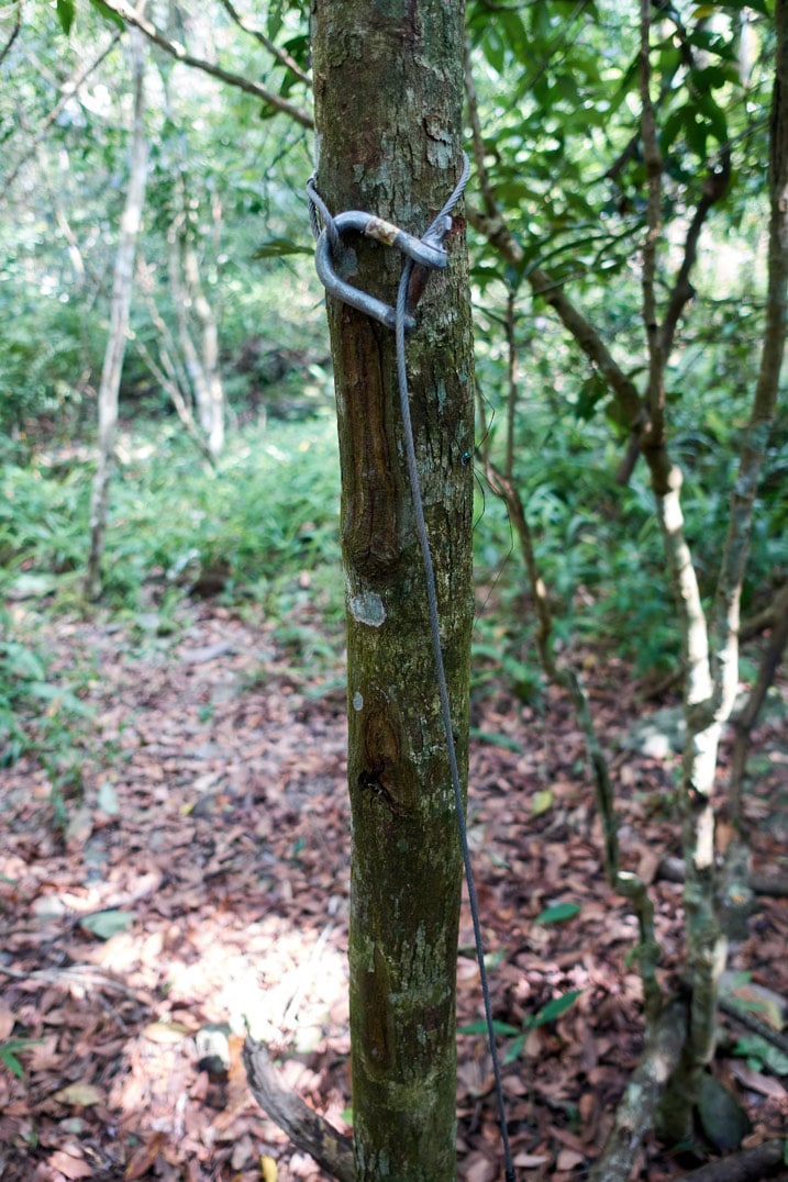 Metal cable attached to tree