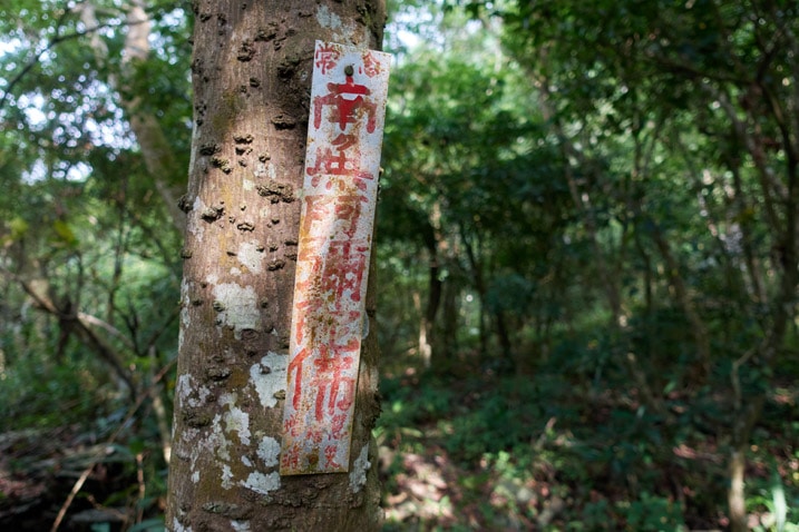 Long, white sign nailed to a tree - Chinese words written on it in red 