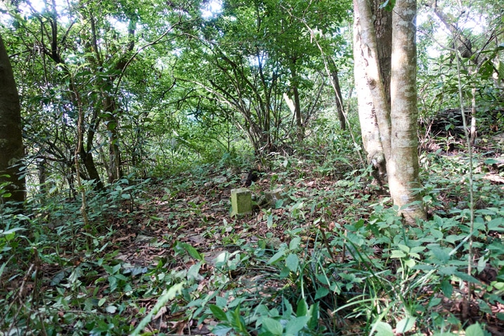 Open area surrounded by trees with triangulation stone in center