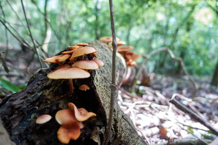 Many mushrooms on dead tree