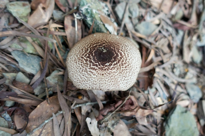 Brown mushroom growing up from the ground