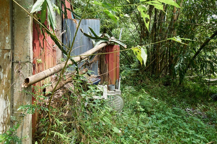 Side of abandoned structure in jungle
