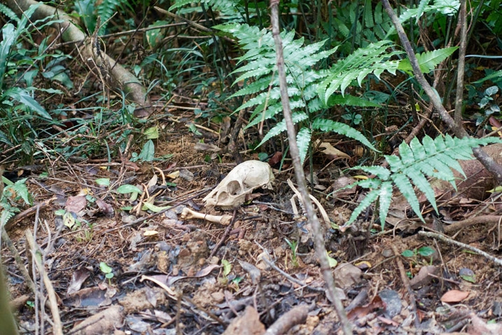 Animal skull and bones on ground