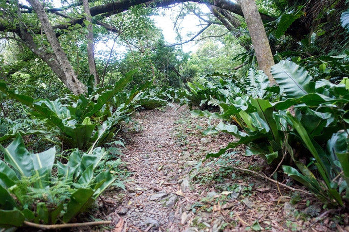 Path in mountains with trees and plants on either side