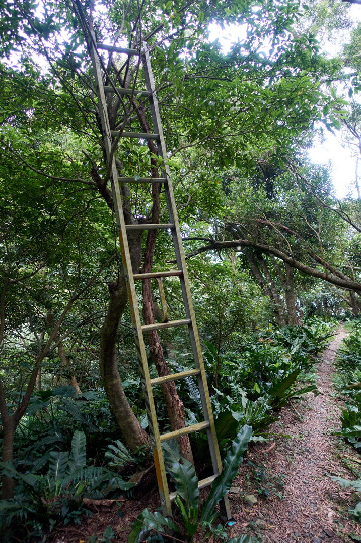Ladder leaning against tree in mountains