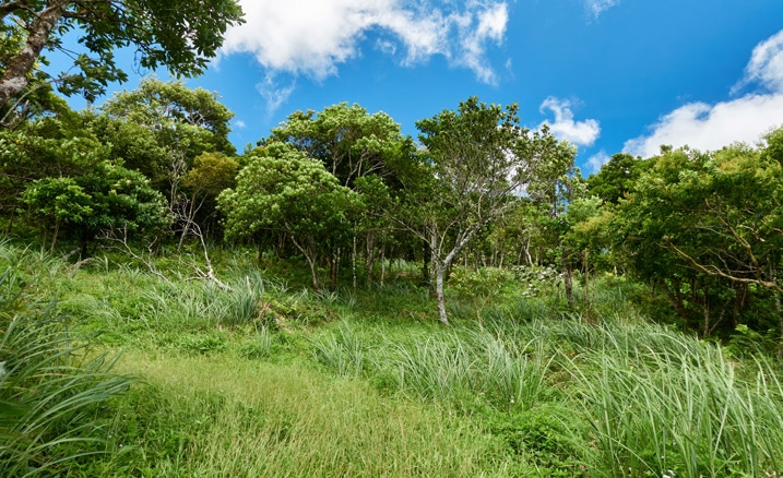 Small field of tall grass - trees in background - blue sky and white clouds