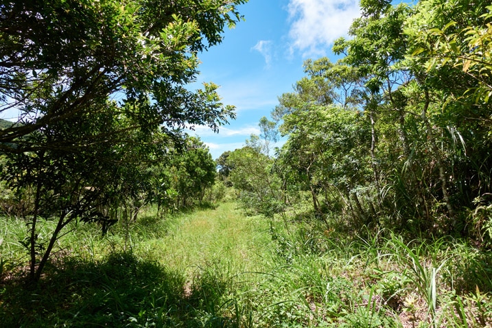 Old mountain road, now covered in grass - trees on either side - blue sky and clouds