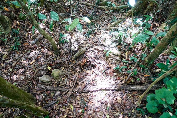 Spring type animal trap in forest
