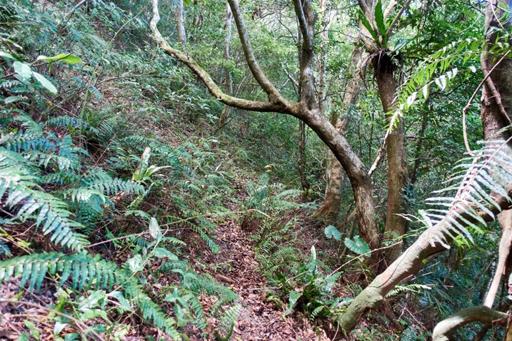 Small mountainside trail - trees on right